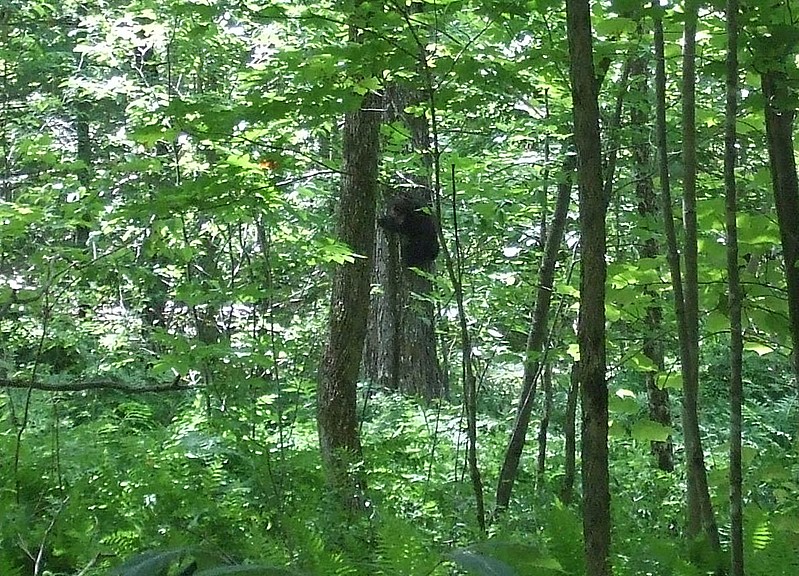 Baby bear in a tree