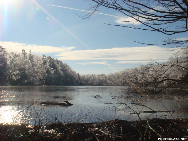 Ice Covered Trees And Pond