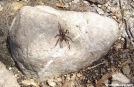 sunbathing spider by cabalot in Other