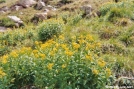 12,900 feet and flowers!