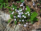 flowers by alpine in Flowers