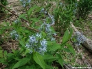 flowers by alpine in Flowers