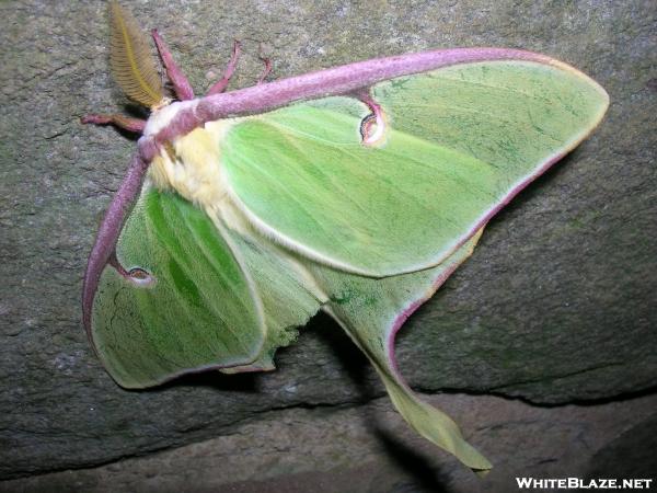 a strange moth