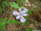 iris by alpine in Flowers