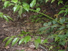 061608 MST Yellow Phase Timber Rattler