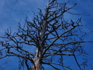 Tim Burton Tree