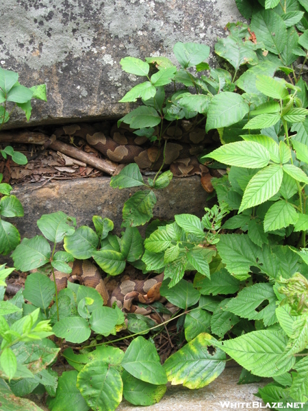 Copperhead Den