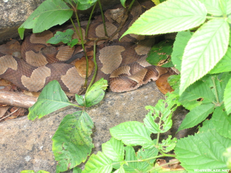 Copperhead Den