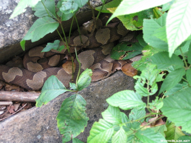 Copperhead Den