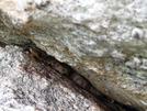 Copperhead Near 225 by Wags in Snakes