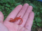 Red Salamander Snack