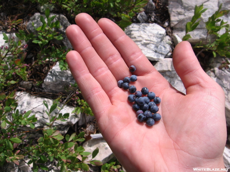 Free Blueberries