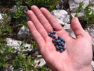 Free Blueberries by Nicksaari in Trail & Blazes in Virginia & West Virginia