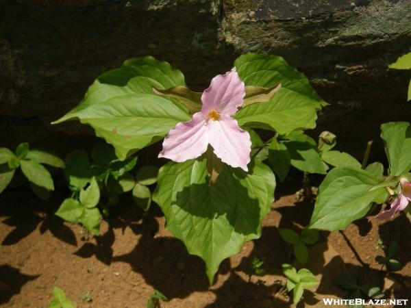 Pink Trillium