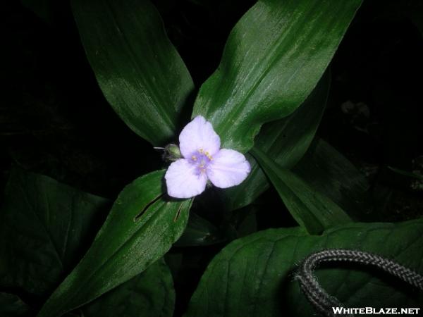 Mystery wildflower