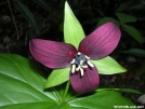 Red Trilliums are my favorite.