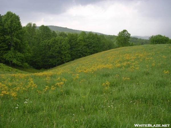 Pastural view 2m n. of TN Hwy91