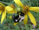 Bee and Flower by MedicineMan in Flowers