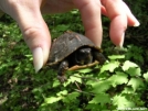 Baby Box Turtle