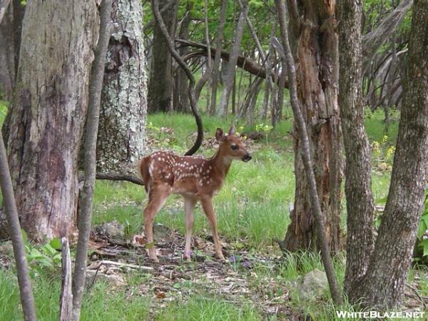 Shenandoah Faun