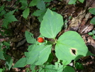 Spivey-gap To Nolichuchey River