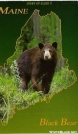 Bear Post Card by Kozmic Zian in Bears
