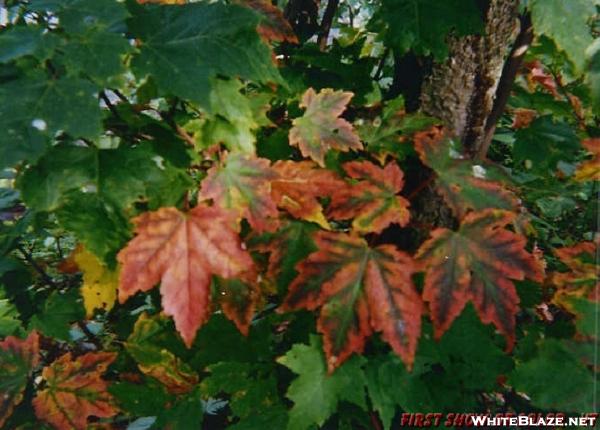 First Fall Leaves