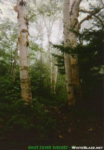 Big Silver Birches In VT