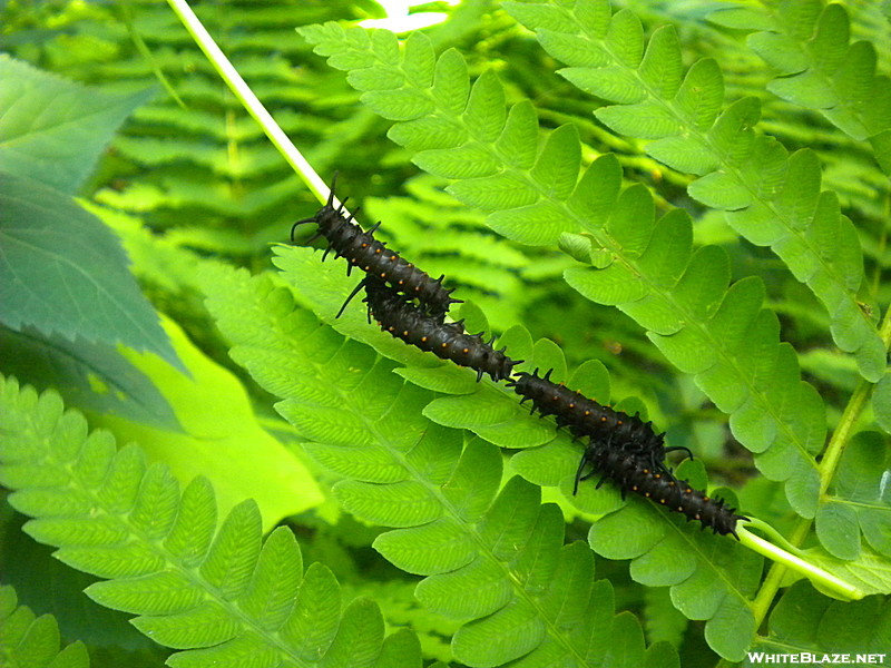 swallowtail butterfly caterpillars