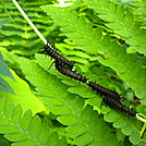 swallowtail butterfly caterpillars