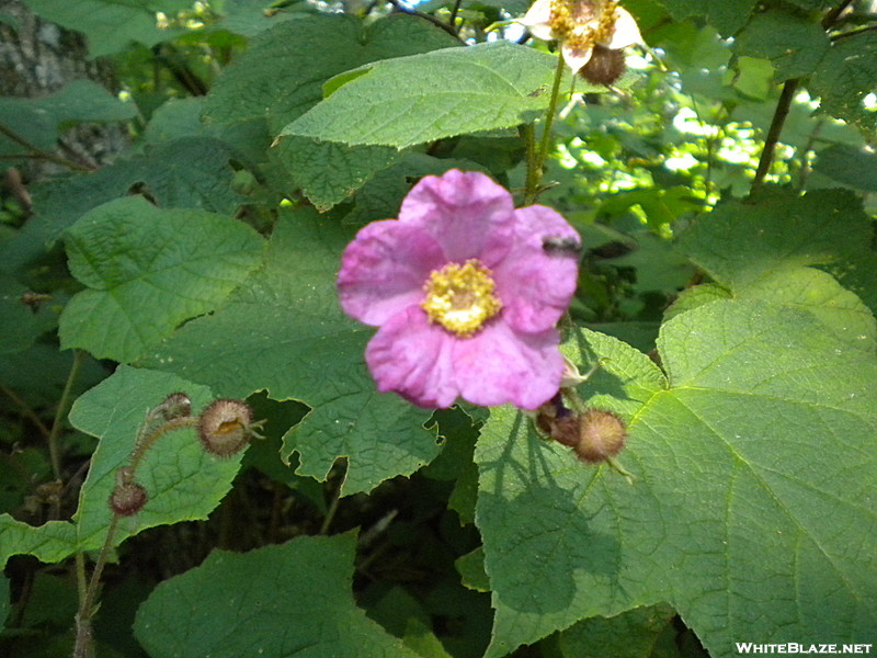 Purple Flowering Rasberry