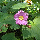 Purple Flowering Rasberry