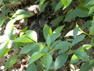 Timber Rattler Not 10 Feet From The Plaque On Top Of Springer by buzzamania in Snakes