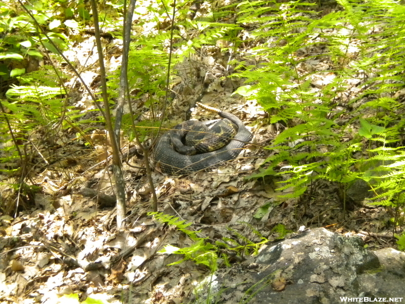 Rattlesnake Number 2.  This One Has 12 Rattles