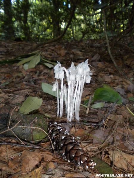Indian Pipe Flower