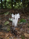 Indian Pipe Flower