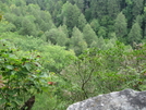 Hobbs Cabin Fall Hike