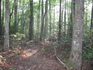 Hobbs Cabin Fall Hike