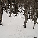 Appalachian Trail between Elk Garden and Whitetop