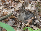 Timber Rattler? by CBSSTony in Snakes