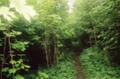 Green Tunnel by IceAge in North Country NST