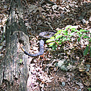 Timber Rattler by eggs in Snakes