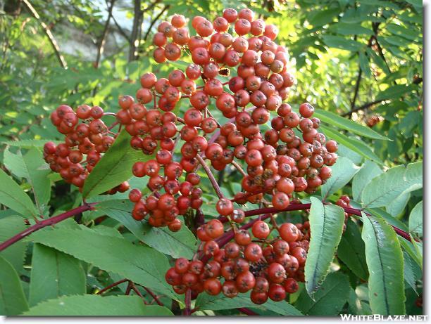 North American Mountain Ash