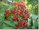 North American Mountain Ash