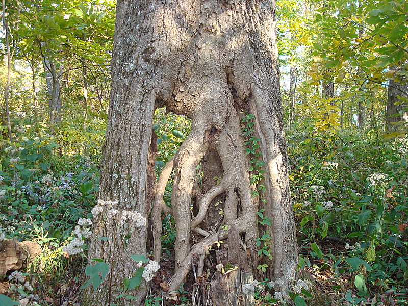 Hogpen Gap Ga