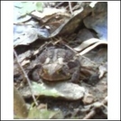 Pics of toad our toad by turtle_tami in Faces of WhiteBlaze members