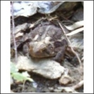 Pics of toad our toad