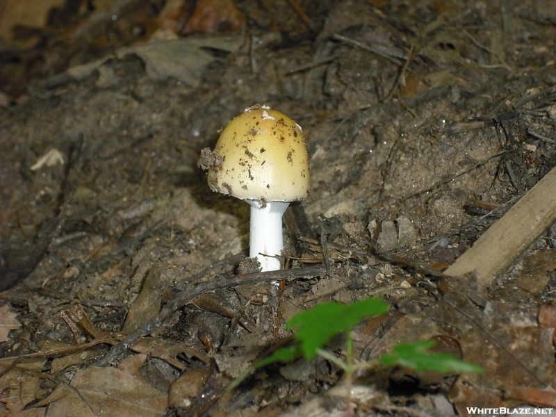 Mushroom On Tray Mountain