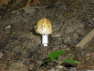 Mushroom On Tray Mountain by kolokolo in Trail & Blazes in Georgia