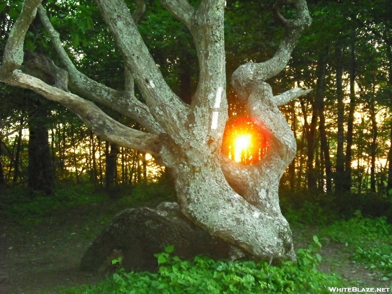 Gnarled Oak At Sunset